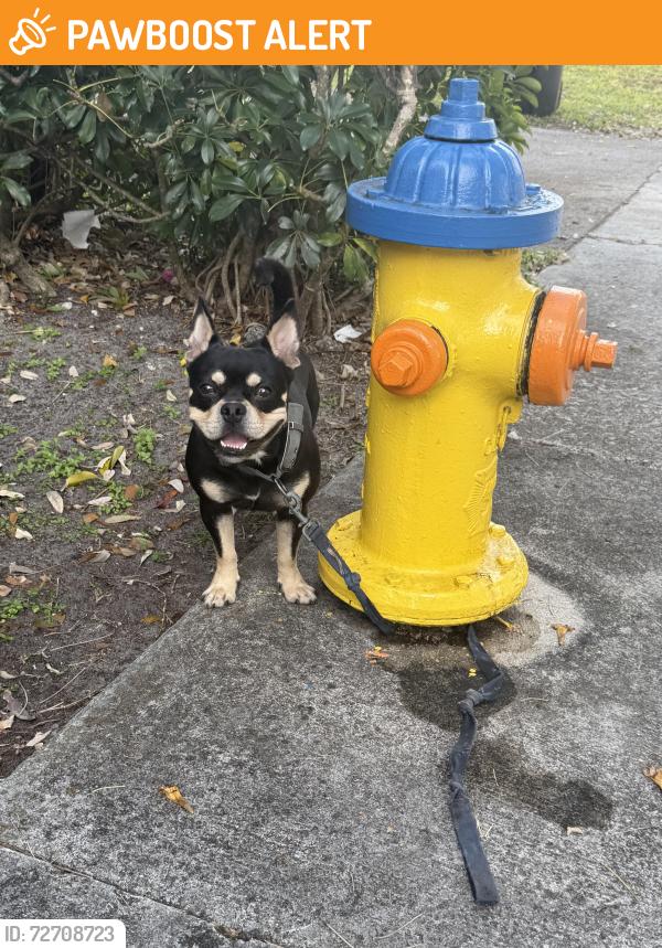 Found/Stray Male Dog last seen Victory Park Pool, North Miami Beach, FL 33162