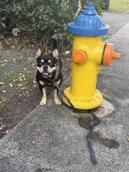 Found/Stray Male Dog last seen Victory Park Pool, North Miami Beach, FL 33162