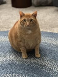 Lost Male Cat last seen Knoll Lane and Princeton Dr. , Lebanon, TN 37087