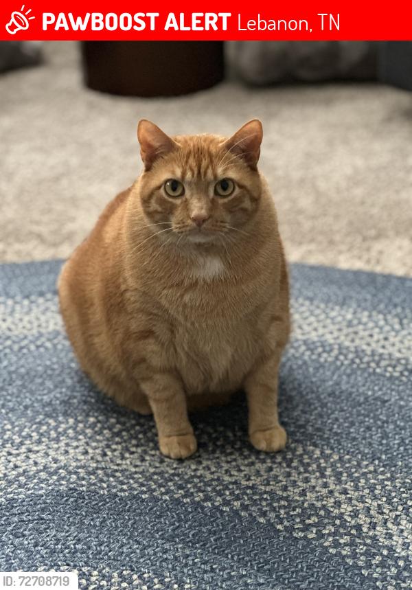 Lost Male Cat last seen Knoll Lane and Princeton Dr. , Lebanon, TN 37087