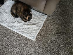Lost Female Cat last seen Jake Alexander Blvd salisbury nc , Salisbury, NC 28147