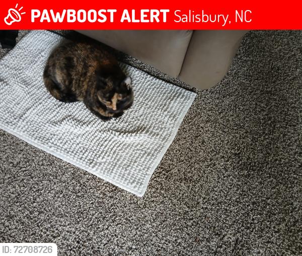 Lost Female Cat last seen Jake Alexander Blvd salisbury nc , Salisbury, NC 28147