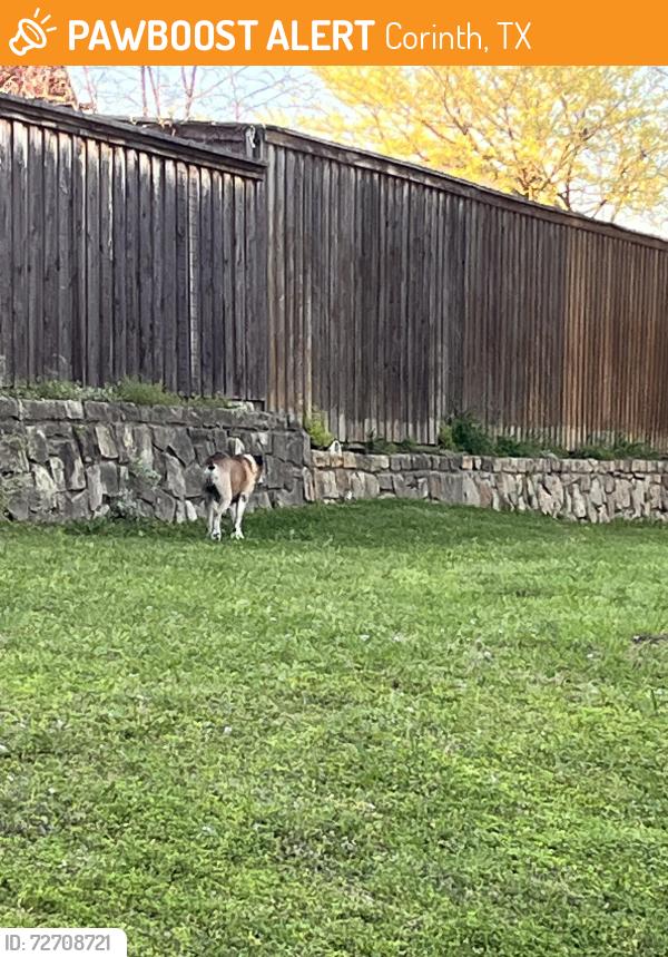 Found/Stray Male Dog last seen lake Sharon and Oakmont, Corinth, TX 76210