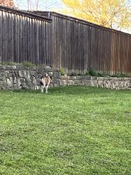 Found/Stray Male Dog last seen lake Sharon and Oakmont, Corinth, TX 76210