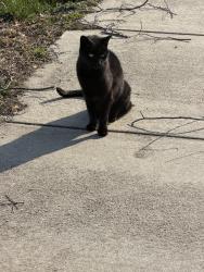 Found/Stray Female Cat last seen near the dog park, Philadelphia, PA 19153