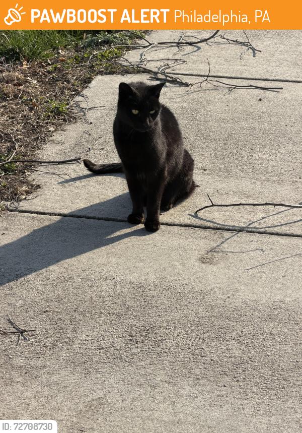 Found/Stray Female Cat last seen near the dog park, Philadelphia, PA 19153