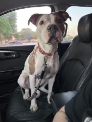 Found/Stray Female Dog last seen Rushing springs Dr Fort Worth, Fort Worth, TX 76118