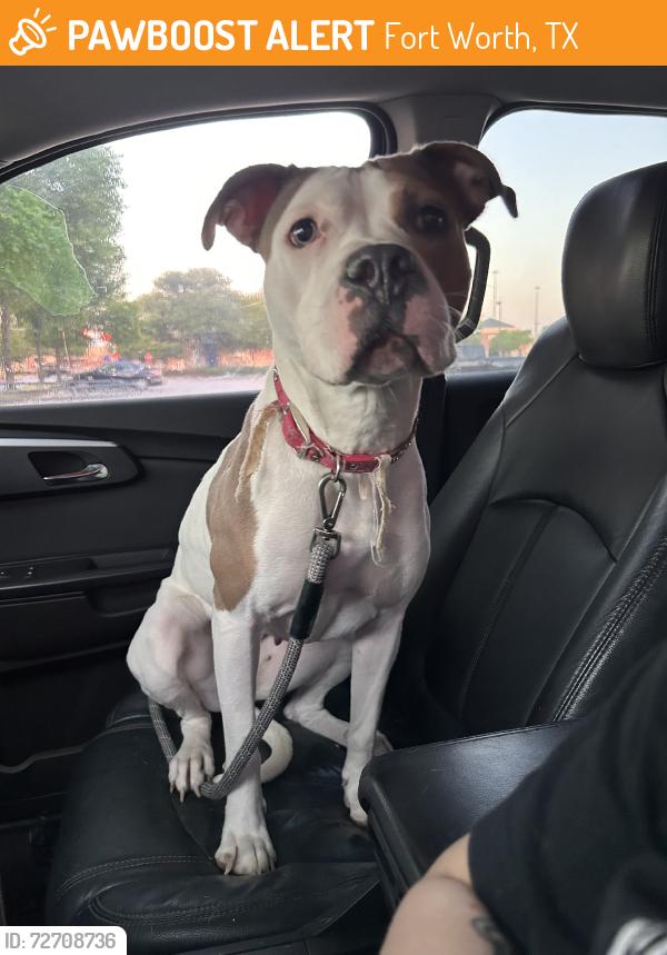 Found/Stray Female Dog last seen Rushing springs Dr Fort Worth, Fort Worth, TX 76118