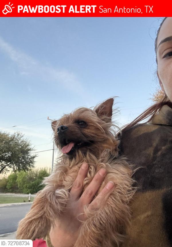Lost Male Dog last seen Brookside neighborhood , San Antonio, TX 78223