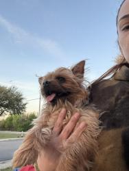Lost Male Dog last seen Brookside neighborhood , San Antonio, TX 78223