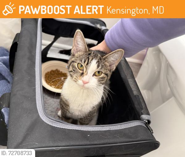 Found/Stray Female Cat last seen Connecticut ave, Kensington, MD 20895
