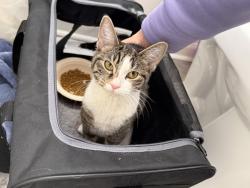Found/Stray Female Cat last seen Connecticut ave, Kensington, MD 20895