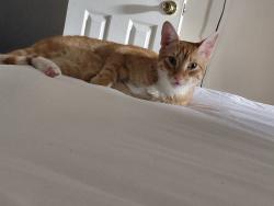 Lost Male Cat last seen near the apmt complex, Harvey, LA 70058