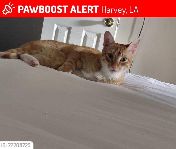 Lost Male Cat last seen near the apmt complex, Harvey, LA 70058