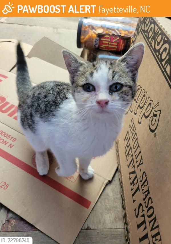 Found/Stray Unknown Cat last seen Near Dedication Dr, Fayetteville, NC 28306, Fayetteville, NC 28306