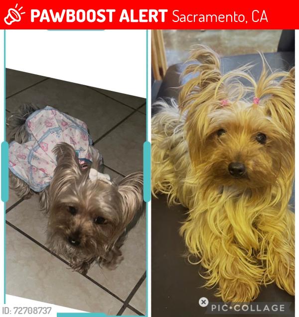 Lost Female Dog last seen Freeport , Sacramento, CA 95822