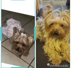 Lost Female Dog last seen Freeport , Sacramento, CA 95822