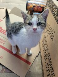Found/Stray Unknown Cat last seen Near Dedication Dr, Fayetteville, NC 28306, Fayetteville, NC 28306