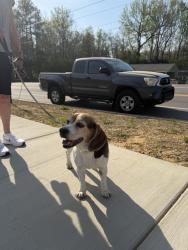 Found/Stray Male Dog last seen At HOLLYBROOK PARK, Wendell, NC 27591