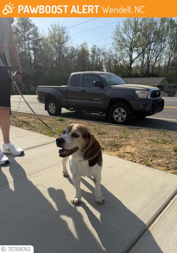 Found/Stray Male Dog last seen At HOLLYBROOK PARK, Wendell, NC 27591