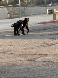 Found/Stray Male Dog last seen Wildwood park across the street from starbucks, San Bernardino, CA 92404