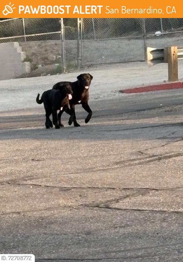 Found/Stray Male Dog last seen Wildwood park across the street from starbucks, San Bernardino, CA 92404