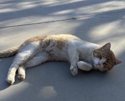 Found/Stray Male Cat last seen 40th West and Rosamond Blvd, Rosamond, CA 93560
