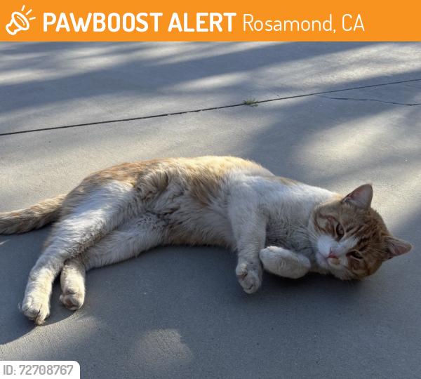 Found/Stray Male Cat last seen 40th West and Rosamond Blvd, Rosamond, CA 93560