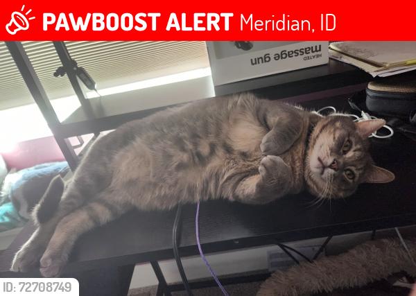 Lost Male Cat last seen McMillan and Black cat, Meridian, ID 83646
