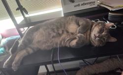 Lost Male Cat last seen McMillan and Black cat, Meridian, ID 83646