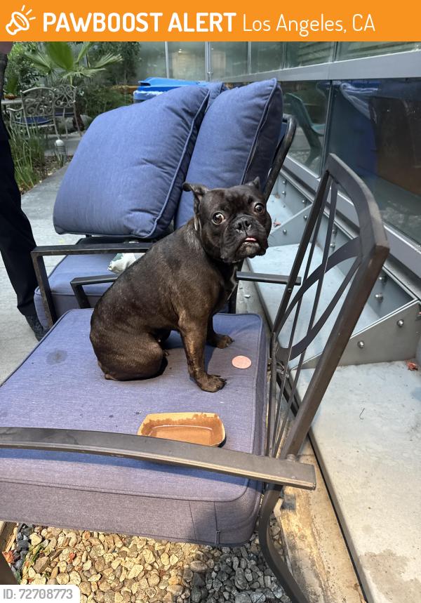 Found/Stray Female Dog last seen Los Angeles/ 1st st, Los Angeles, CA 90032
