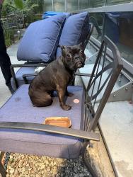 Found/Stray Female Dog last seen Los Angeles/ 1st st, Los Angeles, CA 90032
