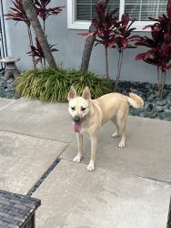 Found/Stray Female Dog last seen Slater and Los Alamos , Fountain Valley, CA 92708