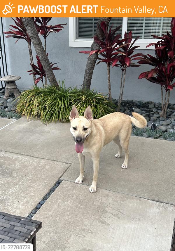 Found/Stray Female Dog last seen Slater and Los Alamos , Fountain Valley, CA 92708