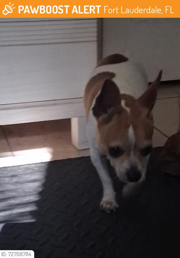 Found/Stray Male Dog last seen Near nw 6 ave, Fort Lauderdale, FL 33311