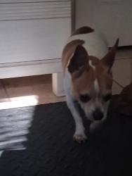 Found/Stray Male Dog last seen Near nw 6 ave, Fort Lauderdale, FL 33311