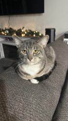 Lost Male Cat last seen Lincoln street , Rosamond, CA 93560