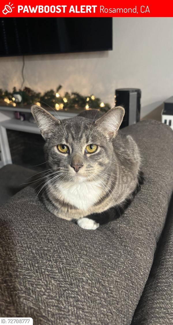 Lost Male Cat last seen Lincoln street , Rosamond, CA 93560