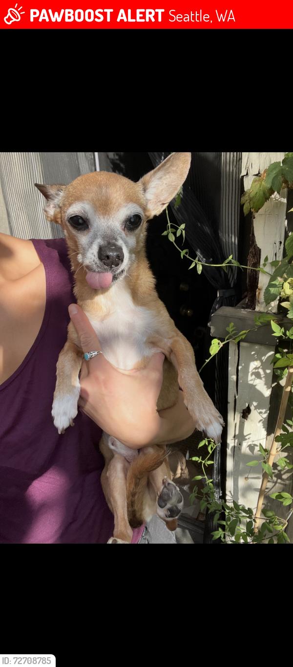 Lost Male Dog last seen Linden Avenue, Seattle, WA 98103