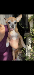 Lost Male Dog last seen Linden Avenue, Seattle, WA 98103