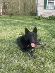Lost Male Dog last seen Crowe creek rd, Six Mile, SC 29682