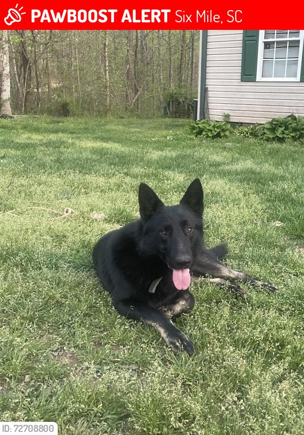 Lost Male Dog last seen Crowe creek rd, Six Mile, SC 29682