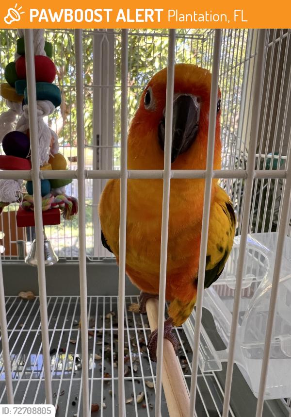 Found/Stray Unknown Bird last seen Nobhill, Plantation, FL 33313