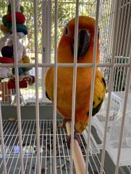 Found/Stray Unknown Bird last seen Nobhill, Plantation, FL 33313