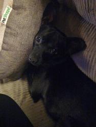 Lost Male Dog last seen Betts road and Coply Drive, Betts Rd, FL 32438