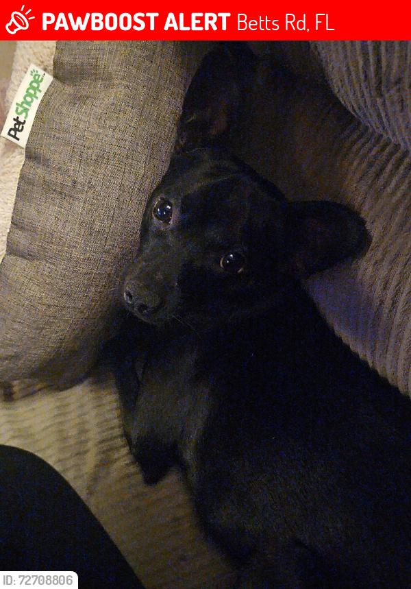 Lost Male Dog last seen Betts road and Coply Drive, Betts Rd, FL 32438