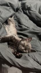 Lost Female Cat last seen 71st and Michigan, Chicago, IL 60637