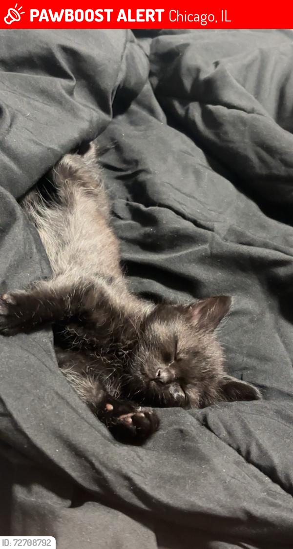 Lost Female Cat last seen 71st and Michigan, Chicago, IL 60637
