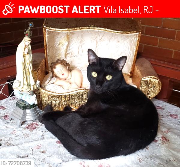 Lost Male Cat last seen RUA DONA MARIA, Vila Isabel, RJ 20541-030