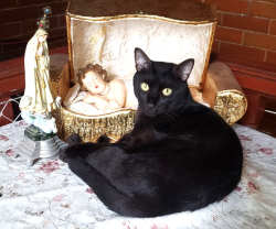 Lost Male Cat last seen RUA DONA MARIA, Vila Isabel, RJ 20541-030